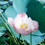 Lotus (Pink) Absolute (Absolute)
